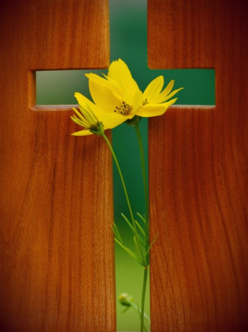 Yellow Cosmos Flower in Green Cross Wooden Decor Yellow Cosmos Flower in Green Cross Wooden Decor