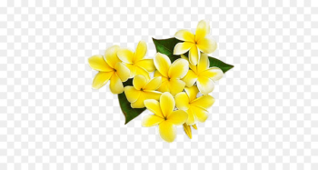 Yellow Cut flowers Frangipani Petal - Yellow egg flower Yellow Cut flowers Frangipani Petal - Yellow egg flower