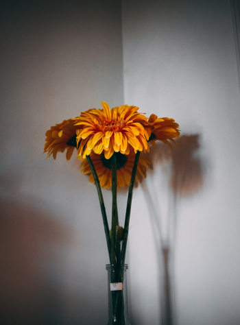 Yellow Daisies in Vase Yellow Daisies in Vase