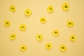 Yellow Daisies Laid on Yellow Surface