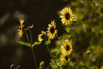 Yellow Daisies Sunning Yellow Daisies Sunning
