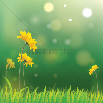Yellow daisies with misty background