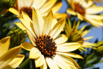 Yellow Daisy Yellow Daisy