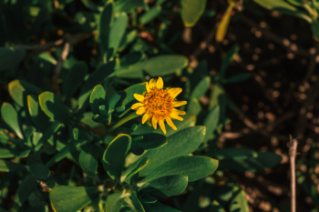 Yellow Daisy Flower Yellow Daisy Flower