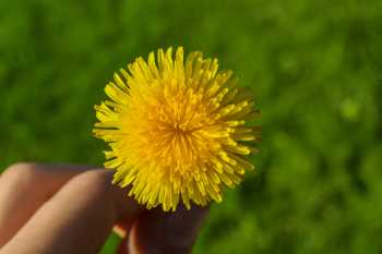 Yellow Dandelion Flower Yellow Dandelion Flower