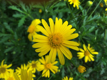 Yellow Dandelions Blooming