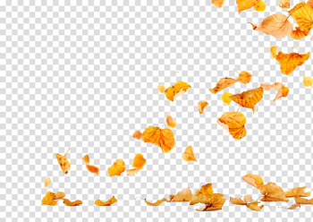 Yellow dried leaves, Autumn Leaves Leaf , falling transparent background PNG clipart