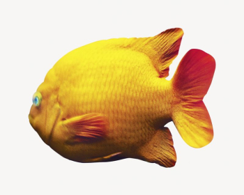 Yellow fish image | Free Photo - rawpixel Yellow fish image | Free Photo - rawpixel