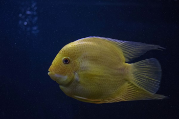 Yellow Fish in Close-up Photography Yellow Fish in Close-up Photography