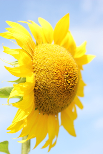 Yellow Flower Yellow Flower