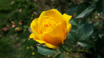 Yellow Flower Yellow Flower