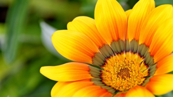 Yellow Flower Yellow Flower