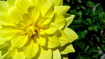 Yellow Flower Yellow Flower