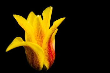 yellow flower yellow flower