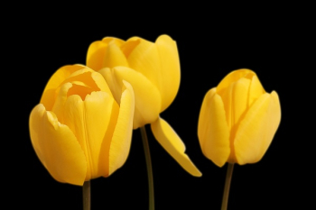 Yellow Flower Yellow Flower