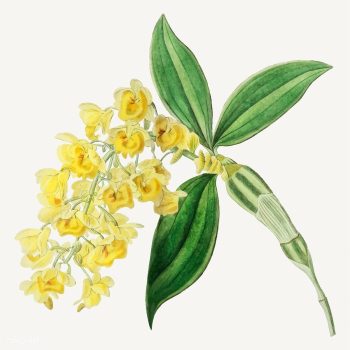 Yellow flower branch | Free stock vector - 559060 Yellow flower branch | Free stock vector - 559060