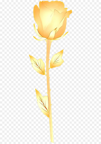 yellow flower cut flowers plant flowering plant yellow flower cut flowers plant flowering plant