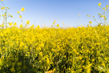 Yellow flower feild Yellow flower feild