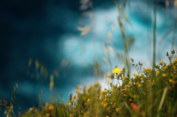 Yellow Flower Field Yellow Flower Field