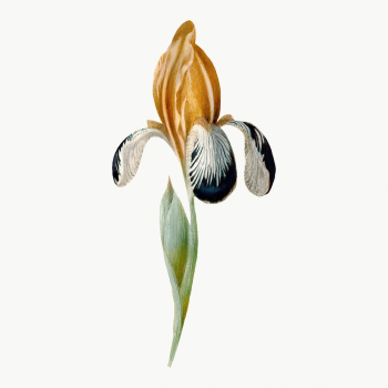 Yellow flower illustration, aesthetic vintage | Free Photo Illustration - rawpixel