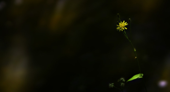 Yellow Flower In Bloom Yellow Flower In Bloom