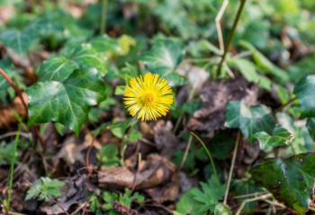 Yellow Flower in Bloom Free Photo Yellow Flower in Bloom Free Photo