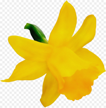 yellow flower petal plant flowering plant yellow flower petal plant flowering plant