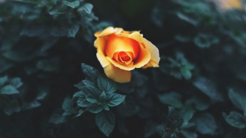 yellow flower plant yellow flower plant