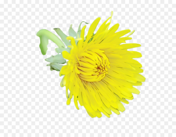 yellow flower plant dandelion flowering plant yellow flower plant dandelion flowering plant