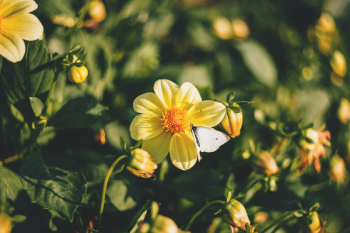 Yellow Flower Plant in Macro Shot Yellow Flower Plant in Macro Shot