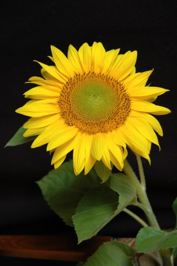 Yellow Flower Plant in Macro Shot Yellow Flower Plant in Macro Shot