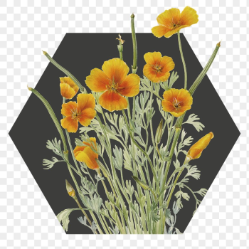 Yellow flower png badge sticker, | Free PNG - rawpixel