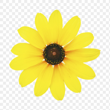 Yellow flower png, black-eyed susan | Free PNG - rawpixel