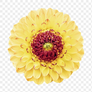 Yellow flower png, dahlia clipart, | Free PNG - rawpixel