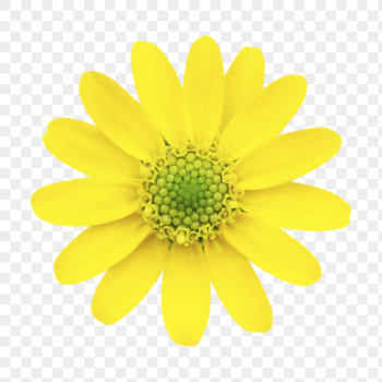 Yellow flower png, daisy clipart, | Free PNG - rawpixel