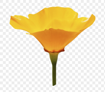 Yellow flower png, poppy clipart, | Free PNG - rawpixel