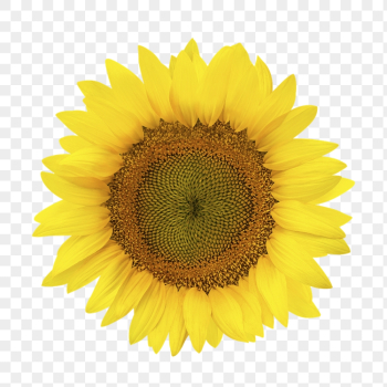 Yellow flower png, sunflower clipart, | Free PNG - rawpixel