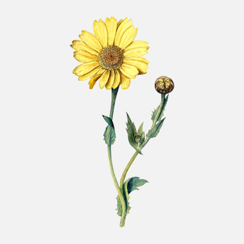 Yellow flower sticker, aesthetic vintage | Free Vector - rawpixel Yellow flower sticker, aesthetic vintage | Free Vector - rawpixel