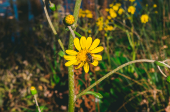 Yellow Flower With Bee Yellow Flower With Bee