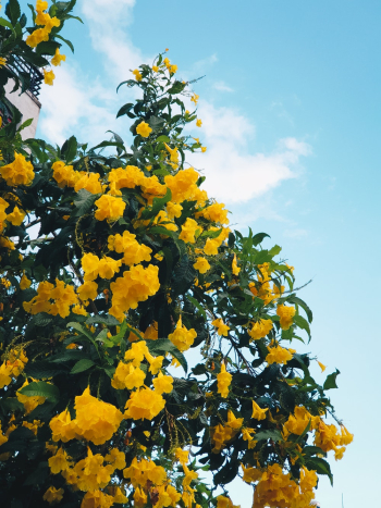 Yellow Flowering Tree Yellow Flowering Tree