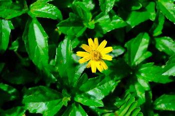 Yellow flowers