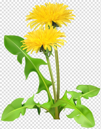 Yellow flowers, Dandelion , Dandelions transparent background PNG clipart