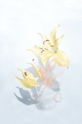 Yellow Flowers Illustration Yellow Flowers Illustration