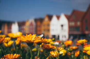 Yellow Flowers in Bloom Yellow Flowers in Bloom
