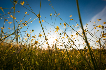 Yellow Flowers in Bloom Under Blue Sky Yellow Flowers in Bloom Under Blue Sky