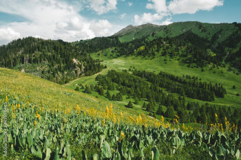 yellow  flowers in meadows and pastures high in the mountains.Kok jailau plateau near the city of Almaty in Kazakhstan.