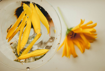 Yellow Flowers on Clear Glass Cup Yellow Flowers on Clear Glass Cup