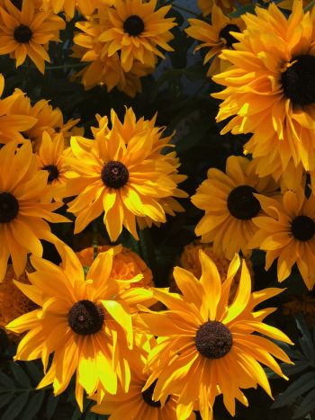 Yellow Flowers Photograph Yellow Flowers Photograph