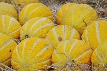 Yellow Fruit on Hay Yellow Fruit on Hay