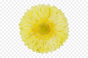 yellow gerbera flower cut flowers petal yellow gerbera flower cut flowers petal